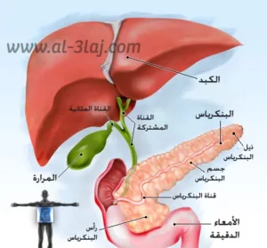 رسم يوضح تشريح البنكرياس و موقعه ضمن الجهاز الهضمي في الجسم