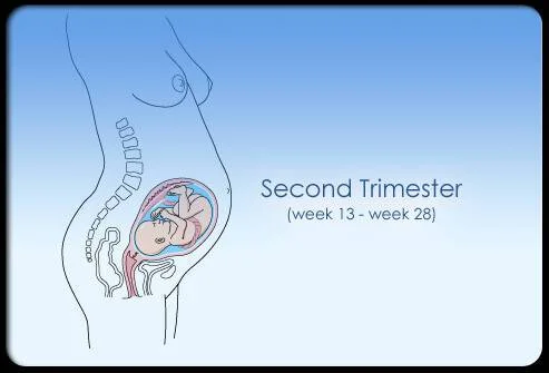 مراحل الحمل اسبوع باسبوع - 10 الثلث الثاني للحمل